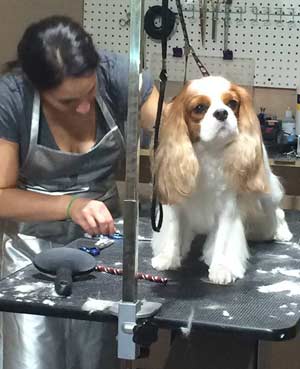 Dog Grooming Guide: How Much It Costs & What to Expect - Groupon