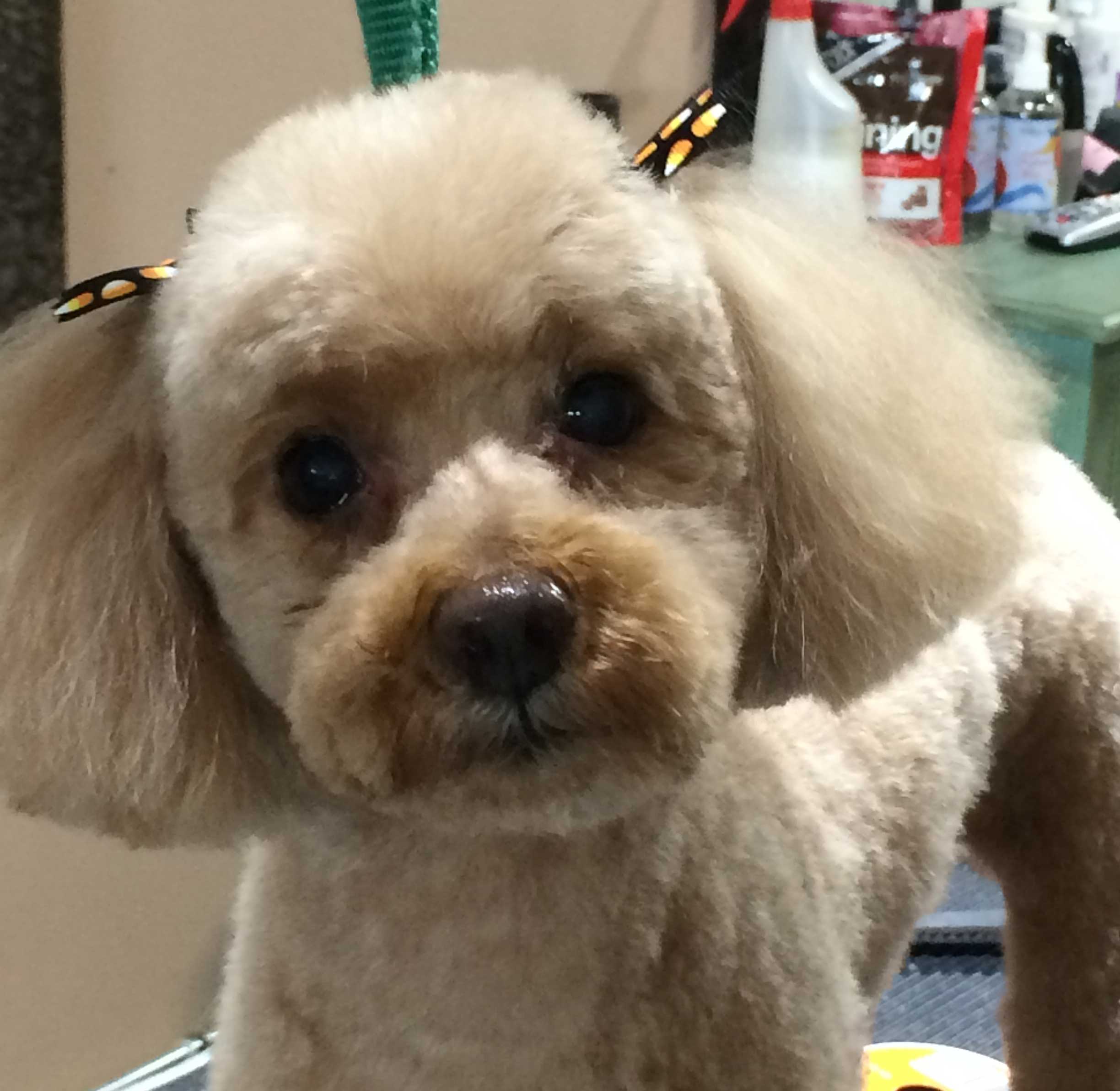Toy Poodle Grooming