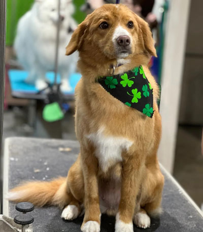 Nova Scotia Duck Toller Grooming